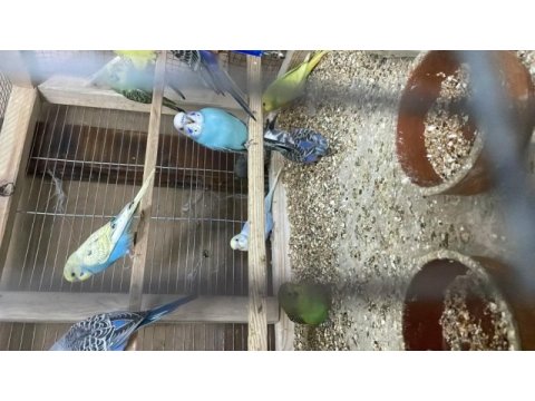 Yavru ele alıştırmalık muhabbet kuşlar