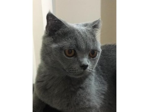 British shorthair