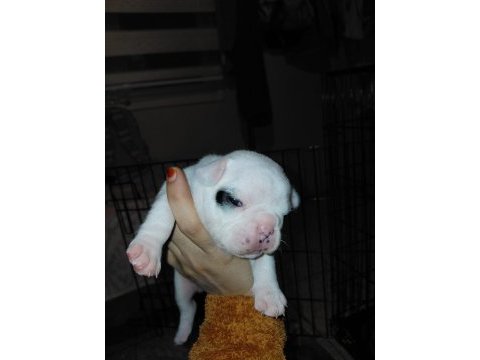 Pied dişi bebek french bulldog