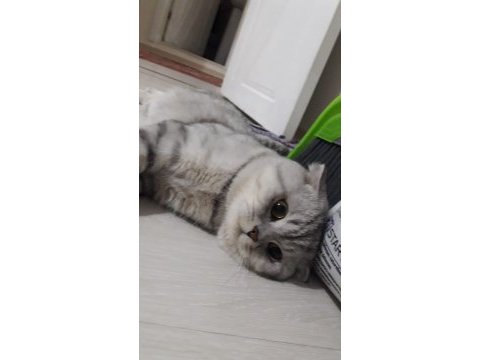 4 yaşında erkek scottish fold ücretsiz sahiplendirilecek