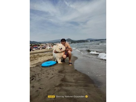 23 haziran doğumlu safkan a kalite samoyed bebekler