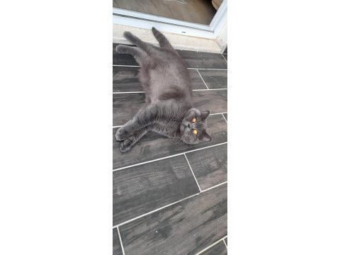 Safkan british shorthair