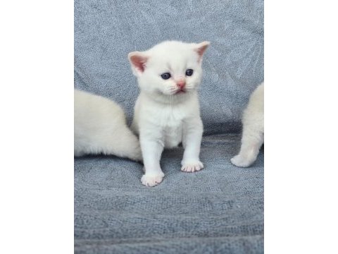 British shorthair red point