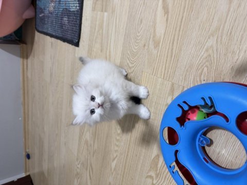 British longhair paşam hazır