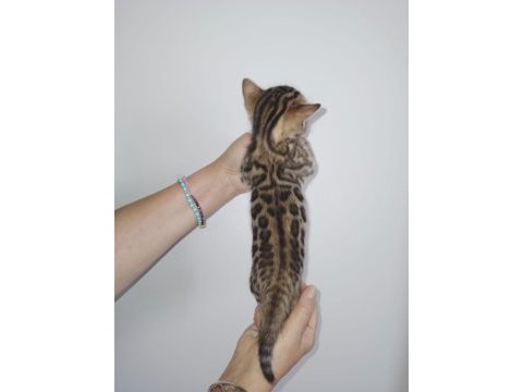 Saf kan yavru bengal kedisi