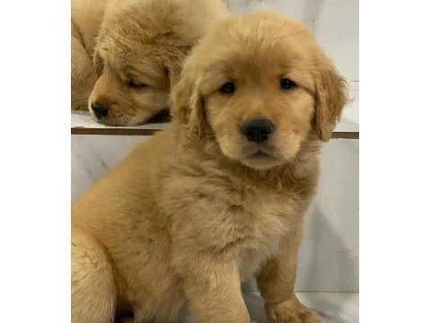Golden retriever yavruları