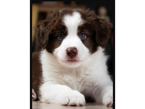 Çok iyi border collie yavruları