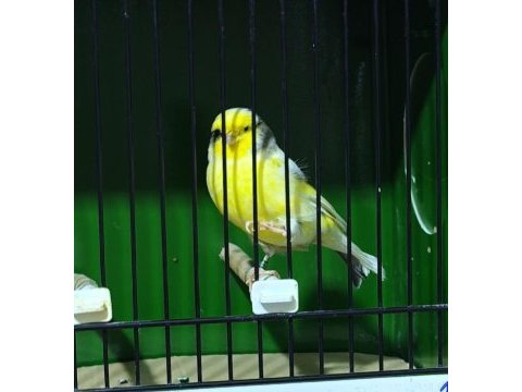 Gloster kanaryalar