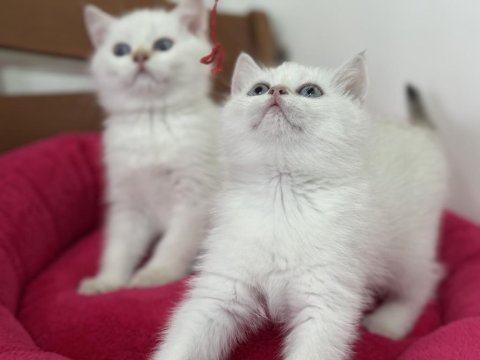 En güzel mavi gözlü british shorthair yavrularımız