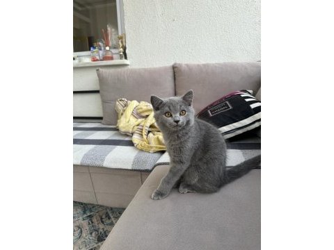 3 aylık erkek british shorthair