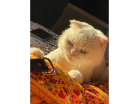 Acil sahiplendirilecek scottish fold