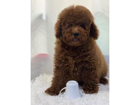 Yavru toy poddle aşılı ve çipli erkek yada dişi