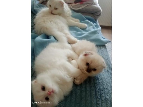 Show kalite pamuk scottish fold bebeklerim