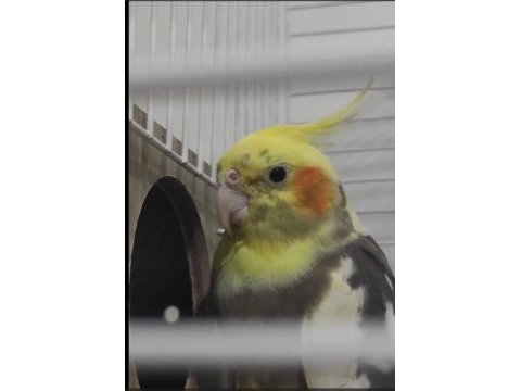 Sultan papağanı takımı pied grey