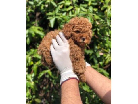 Irk ve sağlık garantili toy poodle yavrular