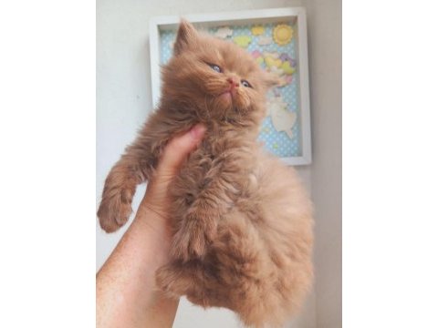 Cinnamon erkek british shorthair