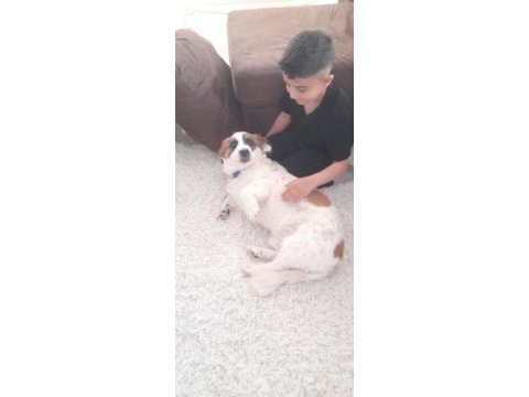 Köpeğimize bahçeli ev tercihimizdir