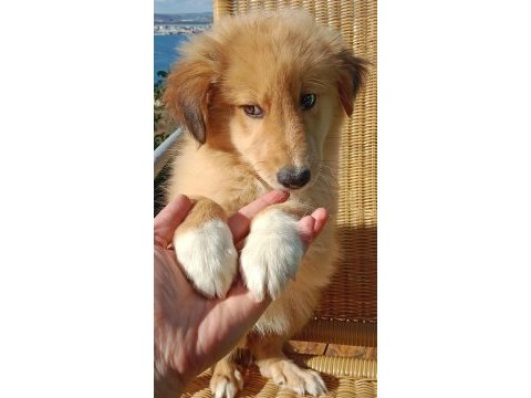 Sevimli border collie bebeğin işte burada