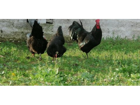 Orjinal alman uzun kuyruk black blue kuluçkalık yumurta