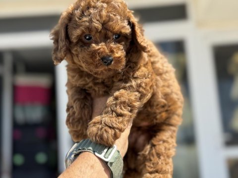 Pwtmode köpek çiftliğinden toy poodle yavrularımız