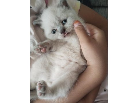 Blue poit erkek yavru