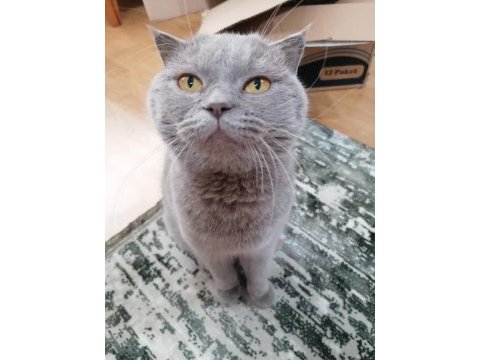 Ücretsiz sahiplendirme scottish fold 3 yaşında