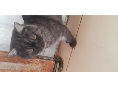 Erkek kedimiz