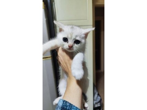 Biritish silver bebekler