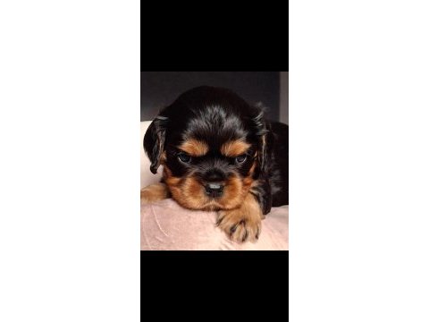 1,5 aylık cavalier king charles