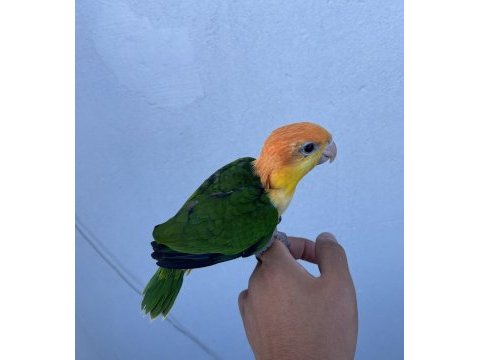 Ful portakal bebek caique 50 günlük