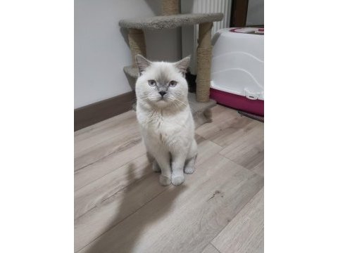 British blue point erkek 1.5 yaşında