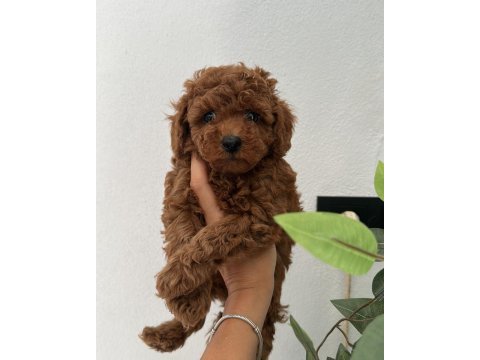 Show kalite kore toy poodle