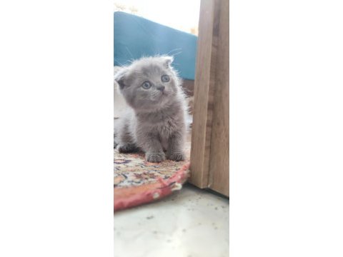 Biri balmı dedi british shorthair