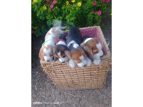 Elizabeth beagle yavrular