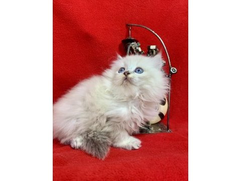 British longhair tek ve daha güzeli yok
