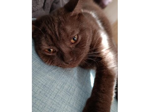Cana yakın sevecen british longhair