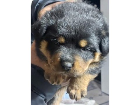 Orjinal macar rottweiler