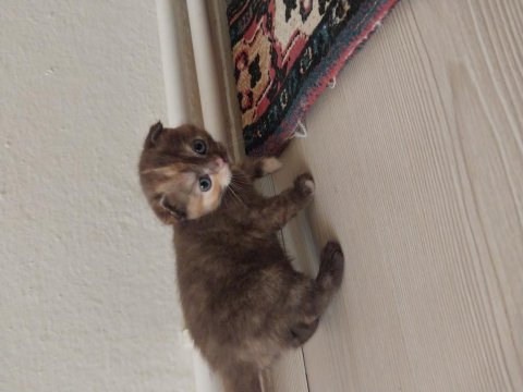 Yavru scottish fold sahiplendirme
