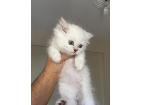 Full scr british longhair