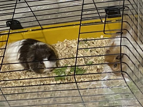 2 guinea pigs for adoption