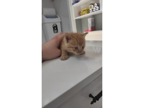 1 aylık minicik bebiş kediler tamamen ücretsiz