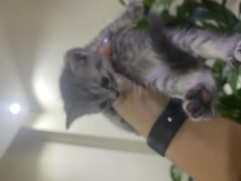 British shorthair kedimiz