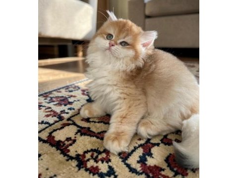 Show kalite soyu belli british longhair golden