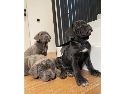 Ev ortamında yetiştirilmiş cane corso yavrularımız