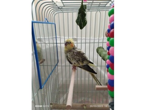 Erkek sultan papağanı