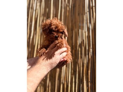 Irkının en iyi olan poodle bebekler