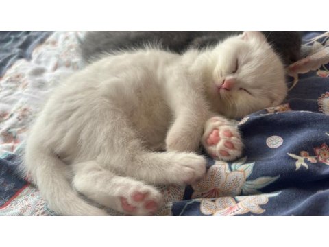 Ev ortamında büyümüş scottish fold yavrular