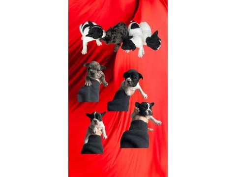 French bulldog yavru köpeklerimiz
