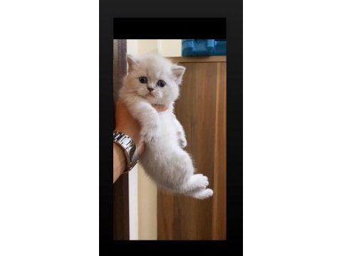 Safkan mavi göz ayıcık suratlı british shorthair yavrular