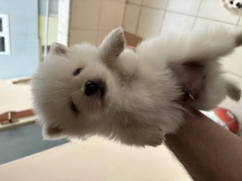 Antalyadan pomeranian boo yavrularımız
